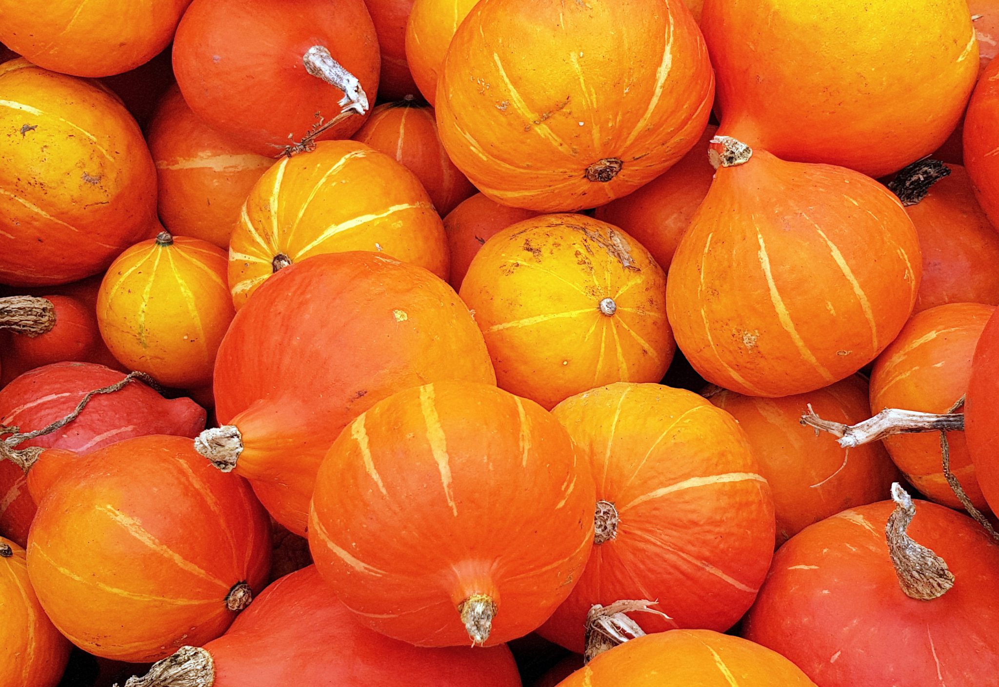 Bio Hokkaido Kürbis Saatgut - LEHMANNS Bio-Saaten