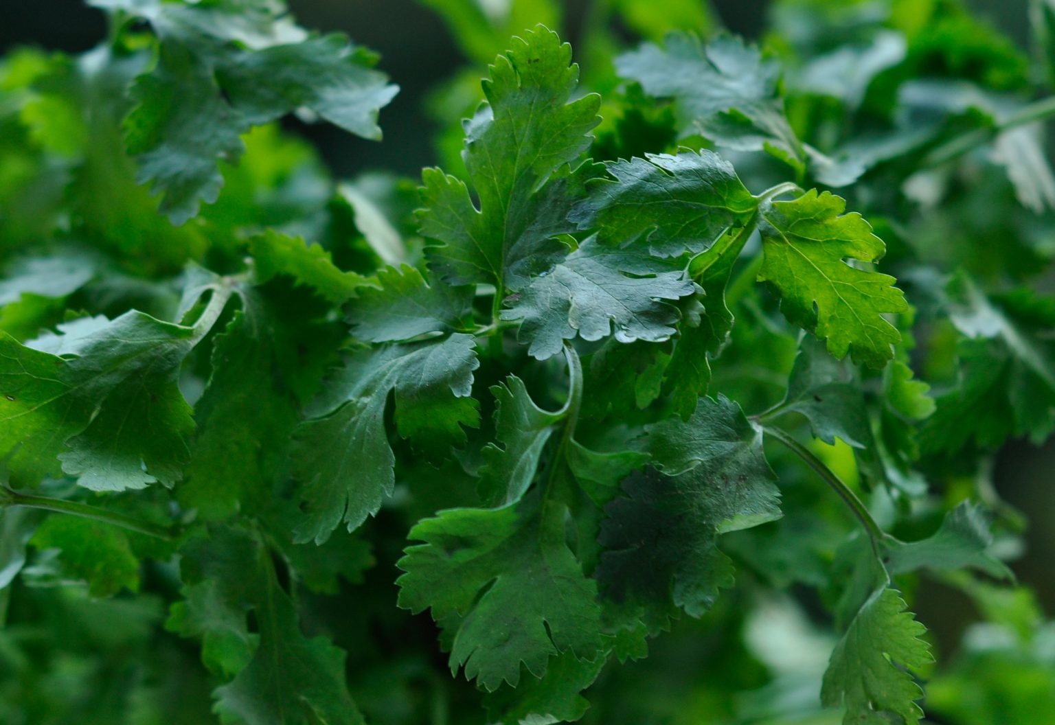 Bio Koriander Saatgut - LEHMANNS Bio-Saaten