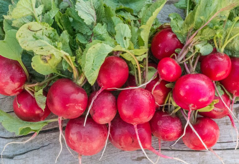 Bio-Radieschen 'Sora' Samen – 400 Stück, Rot & Rund, Ganzjährig Anbaubar